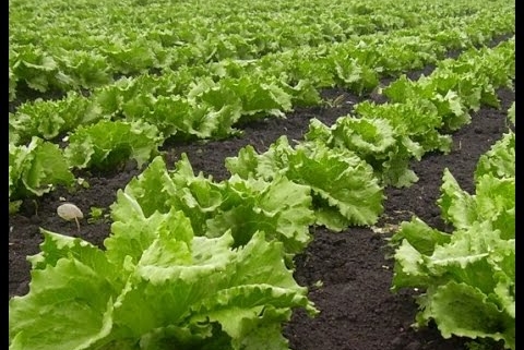 ¿Cómo ayudan los nutrientes a los cultivos?